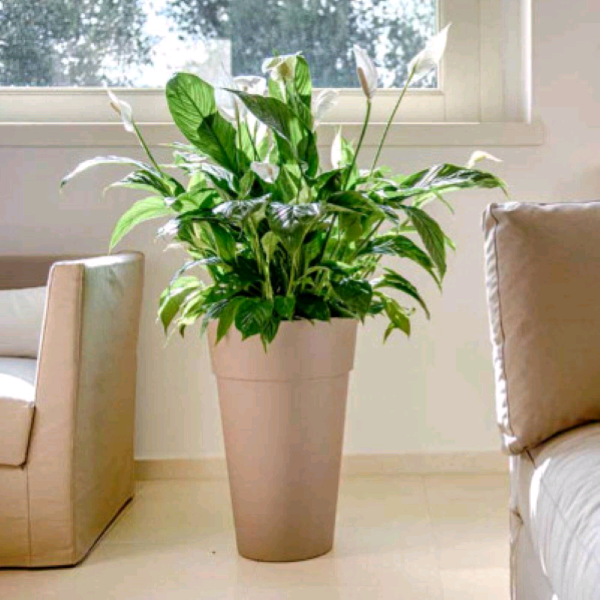 VASO HOUSTON D.35 X H.50 TORTORA