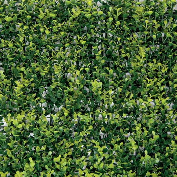 SIEPE SEMPREVERDE BUXSUS 100X100